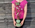 Kaarsenhouder - Brons, Porselein - Vogels en bloemen, Antiek en Kunst