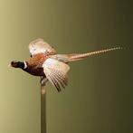 Fazant Vliegend Taxidermie Opgezette Dieren By Max, Verzamelen, Ophalen of Verzenden, Nieuw, Vogel, Opgezet dier