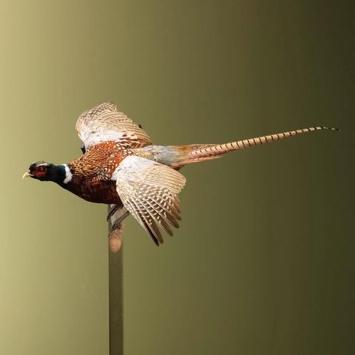 Fazant Vliegend Taxidermie Opgezette Dieren By Max, Verzamelen, Dierenverzamelingen, Opgezet dier, Nieuw, Vogel, Ophalen of Verzenden