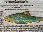 Conrad Gesner - Fischbuch - 1598