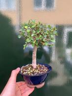 Japanese iep bonsai (Zelkova) - Hoogte (boom): 20 cm -