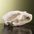 Ours noir Support de corps entier pour taxidermie - Ursus, Nieuw