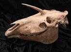 Eenhoorn Schedel - Elasmotherium - 36 cm - 50 cm - 20 cm-