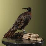Koklasfazant Taxidermie Opgezette Dieren By Max, Verzamelen, Ophalen of Verzenden, Nieuw, Vogel, Opgezet dier