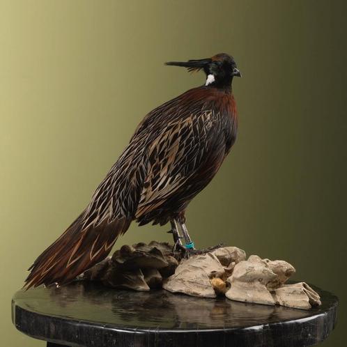 Koklasfazant Taxidermie Opgezette Dieren By Max, Verzamelen, Dierenverzamelingen, Opgezet dier, Nieuw, Vogel, Ophalen of Verzenden