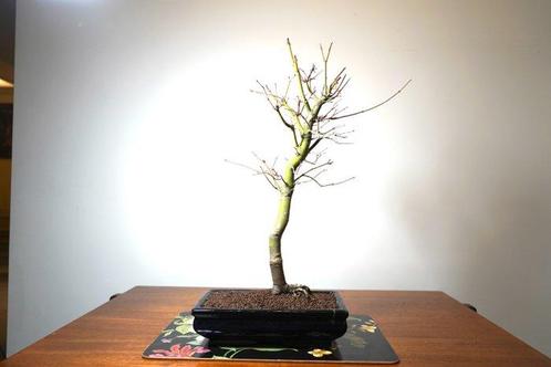 Japanese maple bonsai (Acer palmatum) - Hauteur (arbre) : 55, Antiek en Kunst, Kunst | Schilderijen | Klassiek