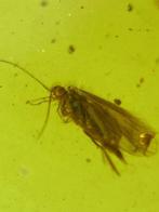 Amber - Barnsteen - Ascalaphidae and Trichoptera - 24 mm -, Verzamelen, Mineralen en Fossielen