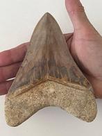 Grote Megalodon-tand van 14,2 cm - Fossiele tand, Verzamelen