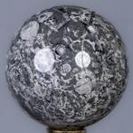 Shell steen Fijn Schelpkalksteen Bol - Hoogte: 9.77 cm -, Verzamelen