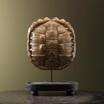 Schildpad Schild Goud Replica disponible aux enchères