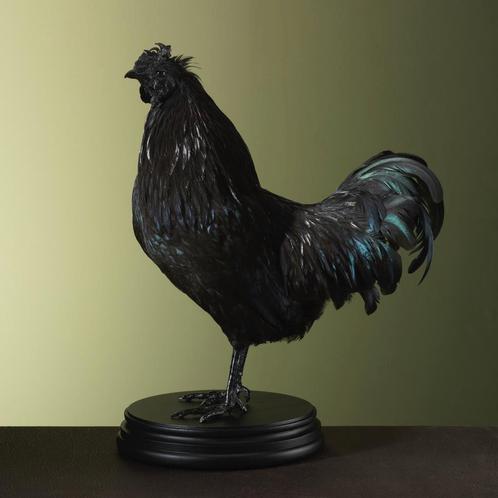 Ayam Cemani Taxidermie Opgezette Dieren By Max, Verzamelen, Dierenverzamelingen, Opgezet dier, Nieuw, Vogel, Ophalen of Verzenden