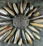 Enorme fossiele zeester van hoge kwaliteit!!! - Schelp met, Verzamelen