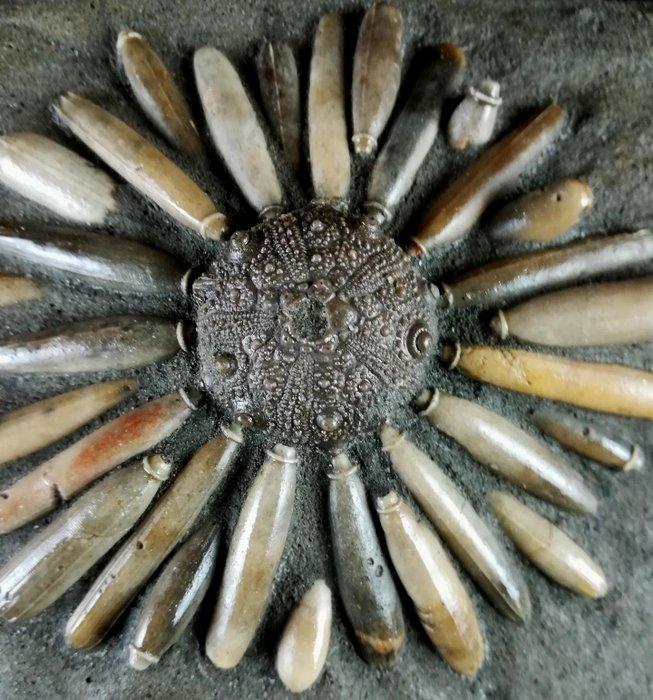 Enorme fossiele zeester van hoge kwaliteit!!! - Schelp met, Verzamelen, Mineralen en Fossielen