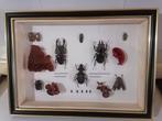 Kevers-Beetles Taxidermie wandmontage - Dorcus Titanus