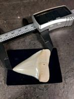 Witte haai Taxidermie volledige montage - EU ONLY -, Verzamelen, Nieuw