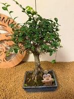 Japanese iep bonsai (Zelkova) - Hoogte (boom): 34 cm -