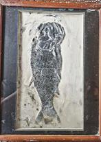 38 cm grote vis - Gefossiliseerd dier - Asialepidotus
