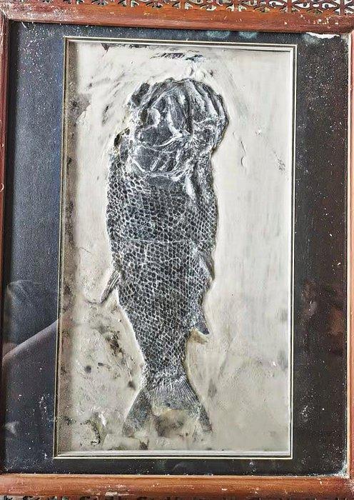 38 cm grote vis - Gefossiliseerd dier - Asialepidotus, Verzamelen, Mineralen en Fossielen