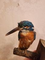 IJsvogel Taxidermie volledige montage - Antique mount - with, Verzamelen, Nieuw