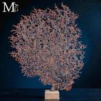 Natuurlijk Zwart Gorgonia - Een Moderne Wunderkammer -