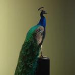 Blauwe Pauw Taxidermie Opgezette Dieren By Max, Ophalen of Verzenden, Nieuw, Vogel, Opgezet dier