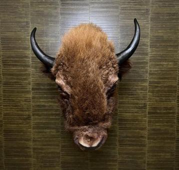 Amerikaanse Bizon Taxidermie Opgezette Dieren By Max, Ophalen of Verzenden, Opgezet dier