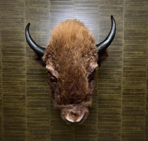 Amerikaanse Bizon Taxidermie Opgezette Dieren By Max, Verzamelen, Dierenverzamelingen, Opgezet dier, Nieuw, Wild dier, Ophalen of Verzenden