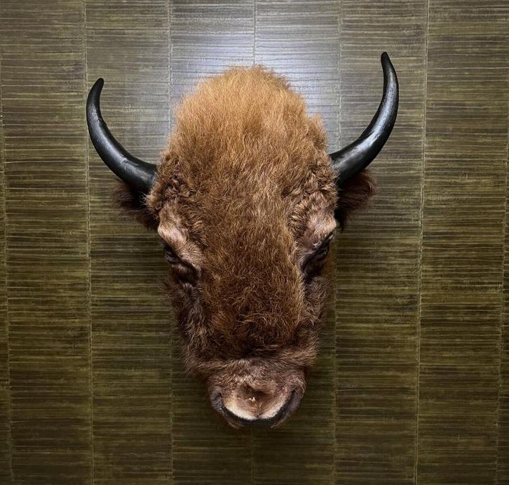 Amerikaanse Bizon Taxidermie Opgezette Dieren By Max, Verzamelen, Dierenverzamelingen, Opgezet dier, Nieuw, Wild dier, Ophalen of Verzenden
