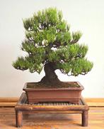 Den bonsai (Pinus) - Hoogte (boom): 45 cm - Diepte (boom):