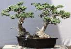 Olijf bonsai (Olea europaea) - Hoogte (boom): 73 cm - Diepte
