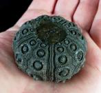 Indrukwekkende zee-egel!!! - Uitzonderlijke grootte voor