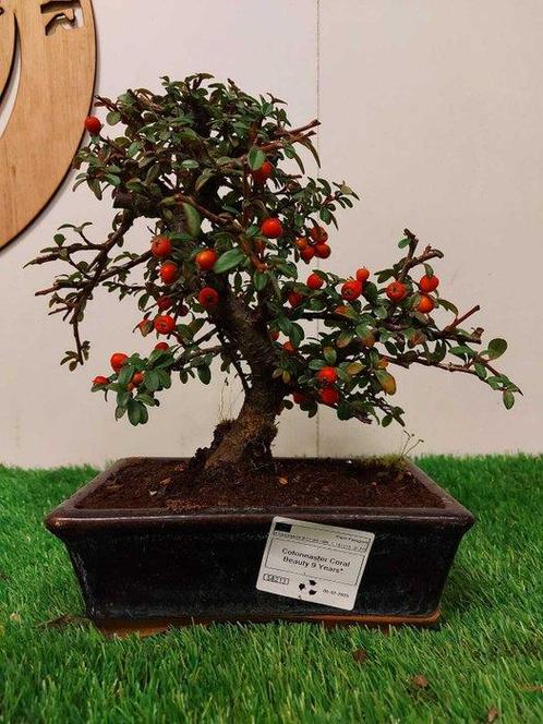 Cotoneaster coral beauty - Hoogte (boom): 24 cm - Diepte, Antiek en Kunst, Curiosa en Brocante