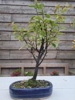 kweepeer (pseudocydonia) bonsai - Hoogte (boom): 45 cm -