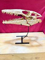Mosasaurus - Fossiele schedel - Thalassotitan atrox - 66 cm, Verzamelen, Mineralen en Fossielen