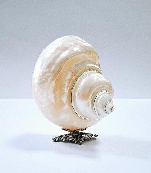 Zeeslak Zeeschelp - Turbo imperialis (Zonder Minimumprijs), Verzamelen, Dierenverzamelingen