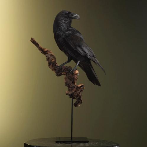 Raaf Taxidermie Opgezette Dieren By Max, Collections, Collections Animaux, Enlèvement ou Envoi