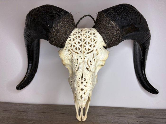 Schaap Gesneden schedel - Ovis canadensis - 35 cm - 50 cm -, Antiquités & Art, Curiosités & Brocante