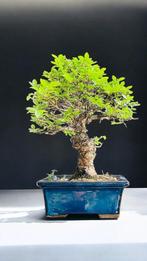 Bonsaï Orme Japonais (Zelkova) - Hauteur (arbre) : 15 cm -