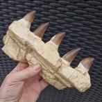 Fossil mosasaur jaw - Gefossiliseerde kaak - Mosasaurus
