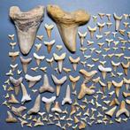 Large collection of mixed Fossil Shark Teeth - Fossiele, Verzamelen, Mineralen en Fossielen