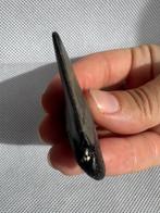 grote witte haai - Fossiele tand - Cosmopolitodus hastalis -, Verzamelen, Mineralen en Fossielen