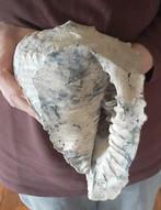 Reusachtige fossiele zeeslak - Gefossiliseerde schelp -, Verzamelen