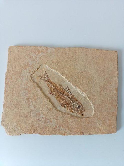 Vis - Fossiel skelet - Dapalis macrurus - 14.5 cm - 11.5 cm, Verzamelen, Mineralen en Fossielen