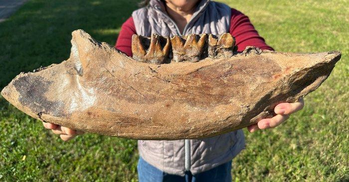 Zoogdier - Fossiel onderkaakbot, Verzamelen, Mineralen en Fossielen