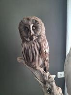 laplanduil Taxidermie volledige montage - Prachtige, Verzamelen, Nieuw