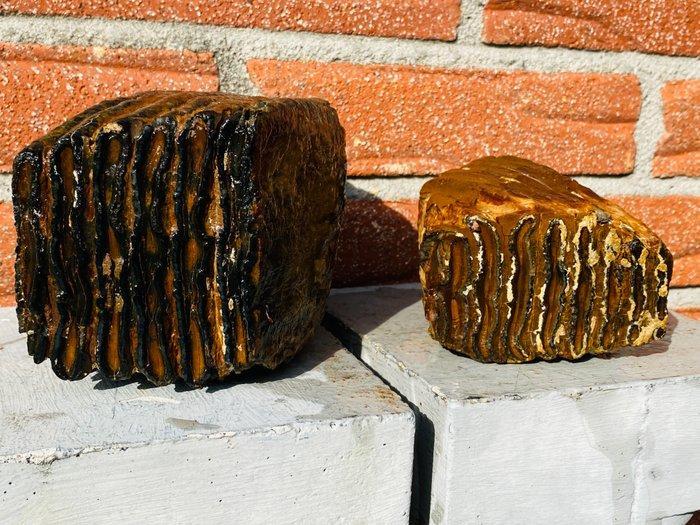 Wolharige mammoet - Fossiele kies - Mammuthus primigenius -, Verzamelen, Mineralen en Fossielen