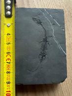 Zeereptiel - Gefossiliseerd dier - Fossil de Keichousaurus -