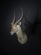 Waterbok Taxidermie wandmontage - Kobus ellipsiprymnus - 0, Verzamelen, Dierenverzamelingen, Nieuw