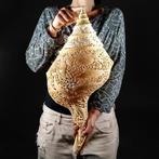 Gigantische valse trompet Zeeschelp - Syrinx aruanus, Verzamelen, Nieuw