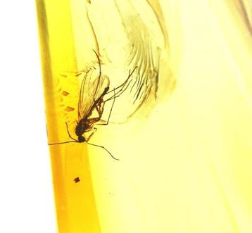 Authentieke Baltische Barnsteen met fossiele insect MOSQUITO